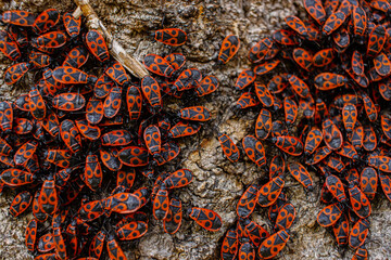 The firebug Pyrrhocoris apterus. Common insect of the family Pyrrhocoridae. Aggregation behavior of the big group of firebugs on the tree bark. Nature background. Top view. Close up. Selective focus