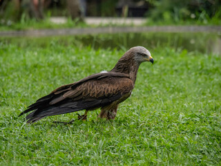 Falcon from Cabárceno Park in Cantabria (Spain)