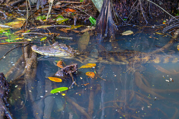 Kaiman im Wasser