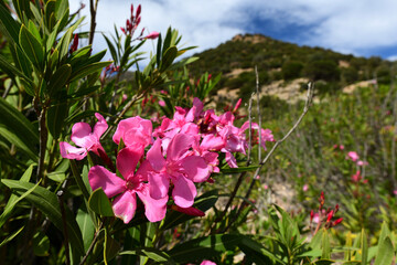 Obraz premium Oleander (Nerium oleander) - Milos (island), Greece