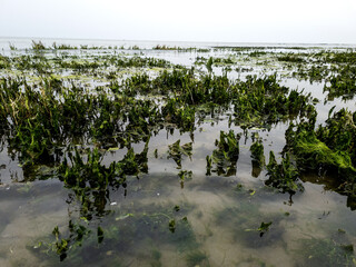 mucillaggine in riva al mare