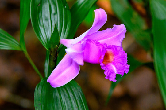 Kleine rosa Orchidee
