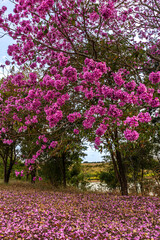 Pink Ipe with scientific name Handroanthus heptaphyllus in Brazil. Close up of beautiful Pink Trumpet Tree , Tabebuia rosea in full bloom