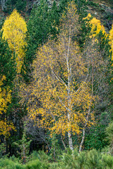 Fototapeta premium Yellow trees (autumn in the mountains)