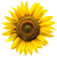 Fototapeta premium Beautiful Sunflower in Full Bloom