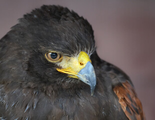 The tawny eagle is a large bird of prey. Like all eagles, it belongs to the family Accipitridae