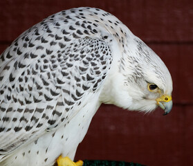 The gyrfalcon, the largest of the falcon genus, is a bird of prey. The abbreviation gyr is also...