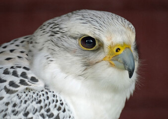 The gyrfalcon, the largest of the falcon genus, is a bird of prey. The abbreviation gyr is also...