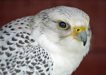 The gyrfalcon, the largest of the falcon genus, is a bird of prey. The abbreviation gyr is also used.