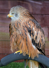 The red kite is a medium-large bird of prey in the family Accipitridae, which also includes many other diurnal raptors such as eagles, buzzards, and harriers.