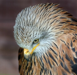 The red kite is a medium-large bird of prey in the family Accipitridae, which also includes many other diurnal raptors such as eagles, buzzards, and harriers.