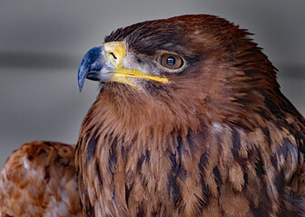 The tawny eagle is a large bird of prey. Like all eagles, it belongs to the family Accipitridae