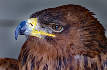 The tawny eagle is a large bird of prey. Like all eagles, it belongs to the family Accipitridae