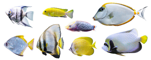Tropical colorful fishes collection isolated on white, transparent background. Collection, set of...