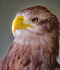 The white-tailed eagle, sometimes known as the 'sea eagle', is a large bird of prey, widely distributed across temperate Eurasia.