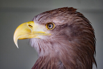 The white-tailed eagle, sometimes known as the 'sea eagle', is a large bird of prey, widely distributed across temperate Eurasia.