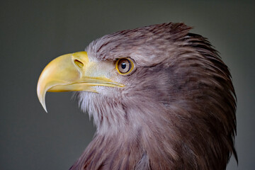 The white-tailed eagle, sometimes known as the 'sea eagle', is a large bird of prey, widely distributed across temperate Eurasia.