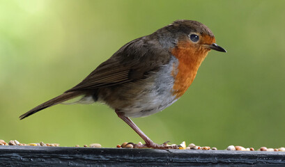 The European robin, known simply as the robin or robin redbreast in Great Britain and Ireland, is a small insectivorous passerine bird that belongs to the chat subfamily of the Old World flycatcher