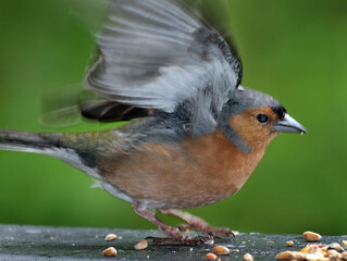 The Eurasian chaffinch, common chaffinch, or simply the chaffinch is a common and widespread small passerine bird in the finch family. This is a male.