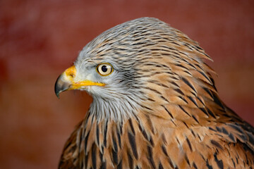 The red kite is a medium-large bird of prey in the family Accipitridae, which also includes many other diurnal raptors such as eagles, buzzards, and harriers.