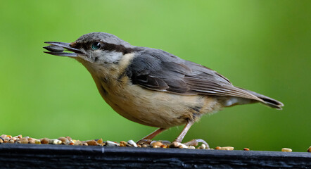 Fototapeta premium The nuthatches constitute a genus, Sitta, of small passerine birds belonging to the family Sittidae.
