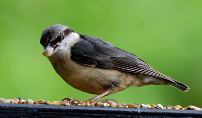 The nuthatches constitute a genus, Sitta, of small passerine birds belonging to the family Sittidae.