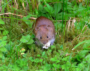 The common vole is a European rodent. 