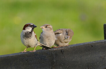 The house sparrow is a bird of the sparrow family Passeridae, found in most parts of the world. It is a small bird that has a typical length of 16 cm and a mass of 24–39.5 g.