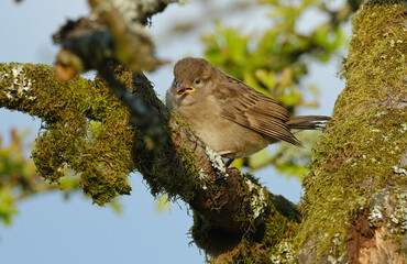 The house sparrow is a bird of the sparrow family Passeridae, found in most parts of the world. It is a small bird that has a typical length of 16 cm and a mass of 24–39.5 g.