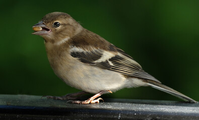 The Eurasian chaffinch, common chaffinch, or simply the chaffinch is a common and widespread small passerine bird in the finch family.  This is a female.