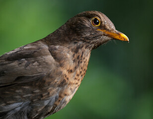 The common blackbird is a species of true thrush. It is also called the Eurasian blackbird, or simply the blackbird where this does not lead to confusion with a similar-looking local species. Female.