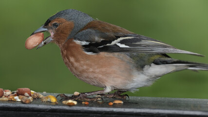 The Eurasian chaffinch, common chaffinch, or simply the chaffinch is a common and widespread small passerine bird in the finch family. This is a male.