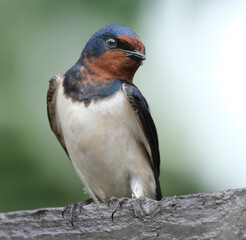 The swallows, martins, and saw-wings, or Hirundinidae are a family of passerine songbirds found around the world on all continents.