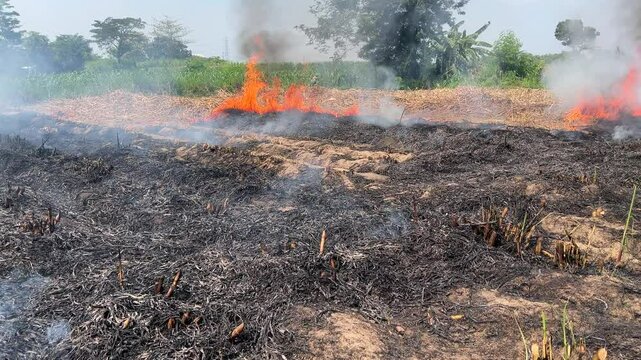 sugarcane field burning
