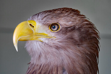 The white-tailed eagle, sometimes known as the 'sea eagle', is a large bird of prey, widely distributed across temperate Eurasia.