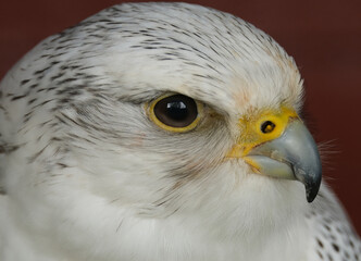 The gyrfalcon, the largest of the falcon genus, is a bird of prey. The abbreviation gyr is also used.