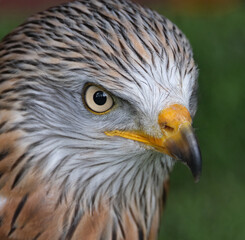The red kite is a medium-large bird of prey in the family Accipitridae, which also includes many other diurnal raptors such as eagles, buzzards, and harriers.