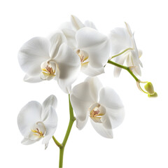 Elegant White Orchid