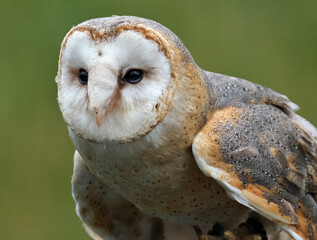 The barn owl is the most widely distributed species of owl in the world 