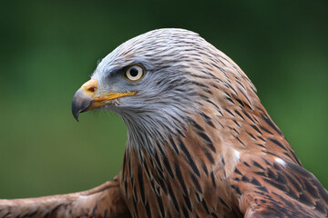 Fototapeta premium The red kite is a medium-large bird of prey in the family Accipitridae, which also includes many other diurnal raptors such as eagles, buzzards, and harriers.