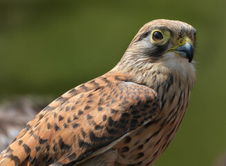 The term kestrel is the common name given to several species of predatory birds from the falcon genus Falco.