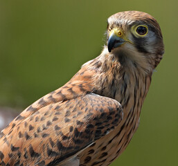 The term kestrel is the common name given to several species of predatory birds from the falcon genus Falco.