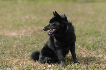 black schipperke dog sitting on lawn with green grass in sunny summer day, dogwalking concept