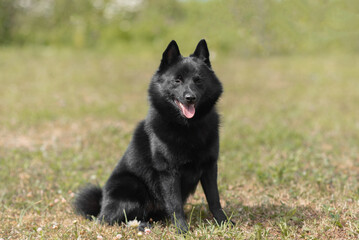 black schipperke dog sitting on lawn with green grass in sunny summer day, dogwalking concept