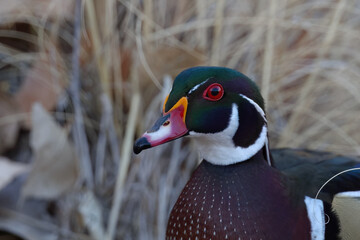 Colorful Wood Duck Portrait at Rio Grande Nature Center in New Mexico