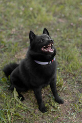 black schipperke dog sitting on lawn with green grass in sunny summer day, tongue out, dogwalking concept
