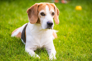 Close up of tri colour Beagle hound dog resting in shade