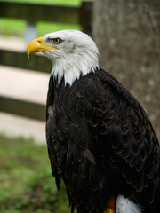 Bald eagle from Cabárceno Park in Cantabria (Spain)