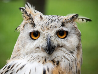 Eagle owl from Cabárceno Park in Cantabria (Spain)