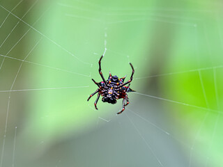 Close-up Christmas spider ( Austracantha minax ), spider in the web